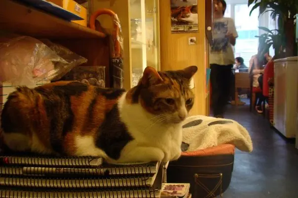 坐在門口的喵喵