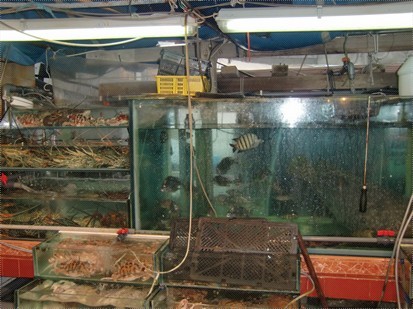 賣魚勝背後的海鮮缸