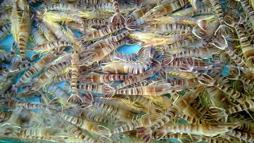 九节虾 (local nine striped shrimp)