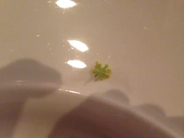 味道強烈獨特,並不太討好