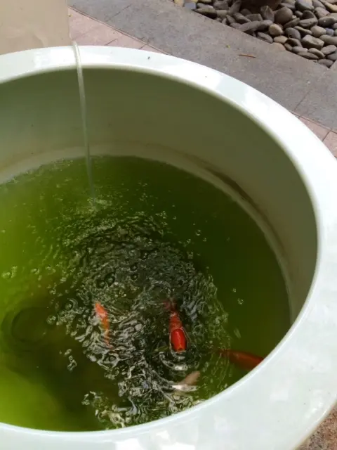 隆濤院外小小的魚缸