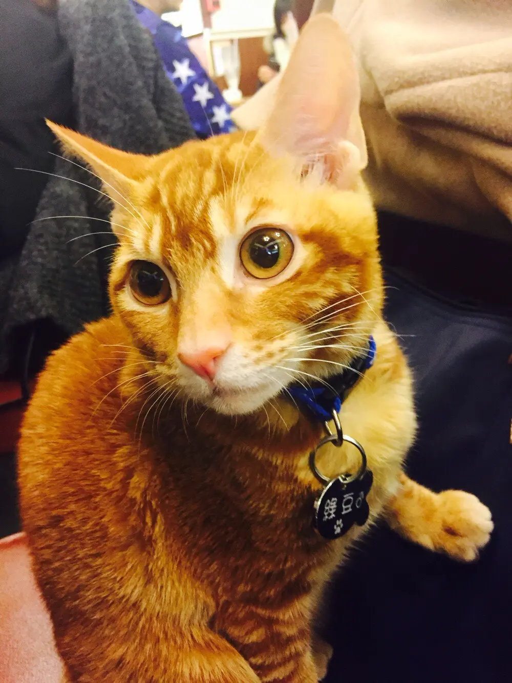 月巴妹妹给猫咪猫咪HOME的食评| OpenRice 香