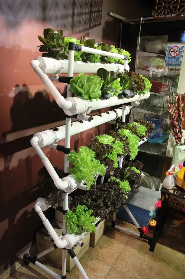 餐廳近入口處設有一個栽種新鮮菜蔬的排架