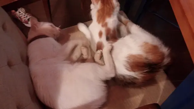 兩隻貓咪正在睡覺