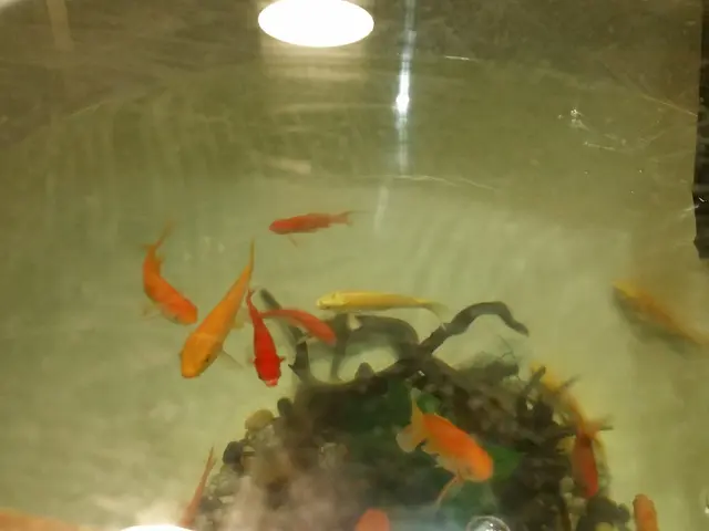 枱面魚缸