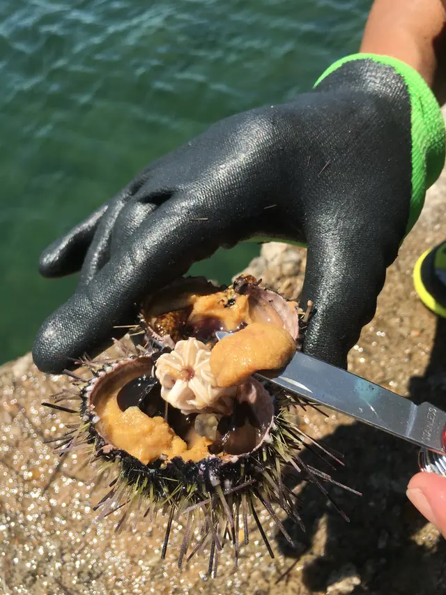 海刺的顏色較淺