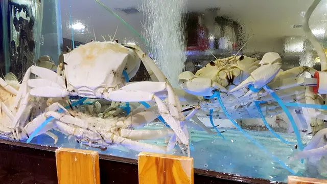 來自澳洲，原來要5度水溫養活，激罕！