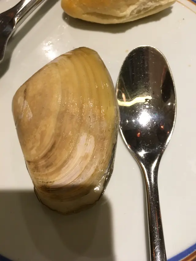 白酒煮紐西蘭刀背蜆