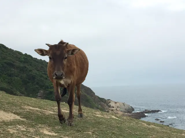 塔門真係好多牛