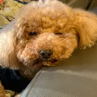 CutePoPoLoK