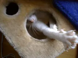 為食排骨仔