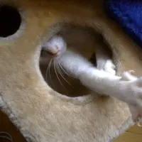 為食排骨仔