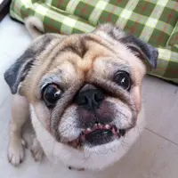 hkmonkichibb