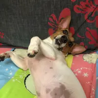 胃食小朋友
