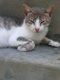 火火貓