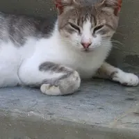 火火貓