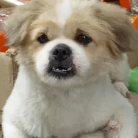 為食奴隸獸