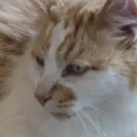 愛hifi