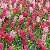 棉花糖XD