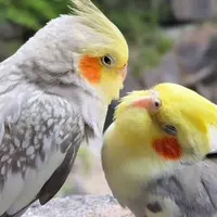 superlemon.taste