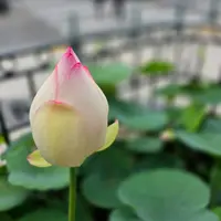 lulywong