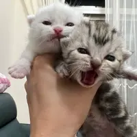 New Member
