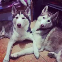 冰靈
