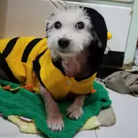 Poody