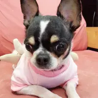飛鷹王子