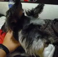 黃永光