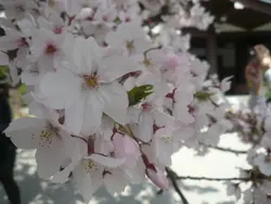 紅叮