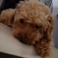 海怡BB