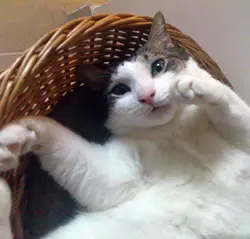 W味皇