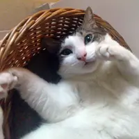 W味皇