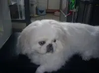 豬豬天使