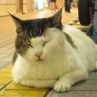 海豚團長