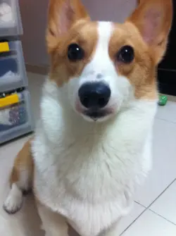 `PanDa＊