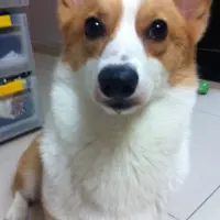 `PanDa＊