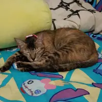 小傻豹