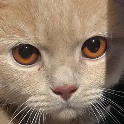 慧食人