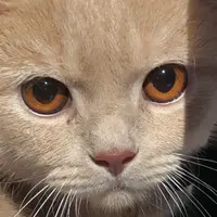 慧食人