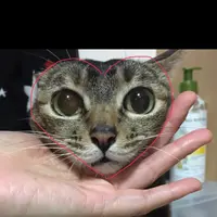 芝味人