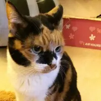 Kitty 999