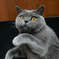 小柏柏
