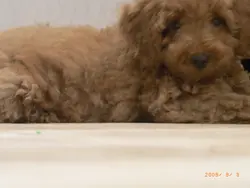 食得招職LL