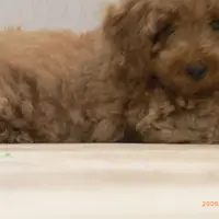 食得招职LL