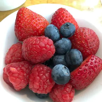 為食fatcat