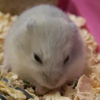Kurama