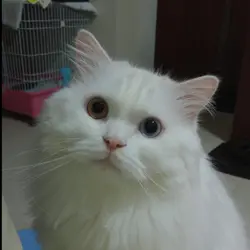 vv_ballball