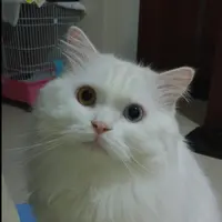 vv_ballball